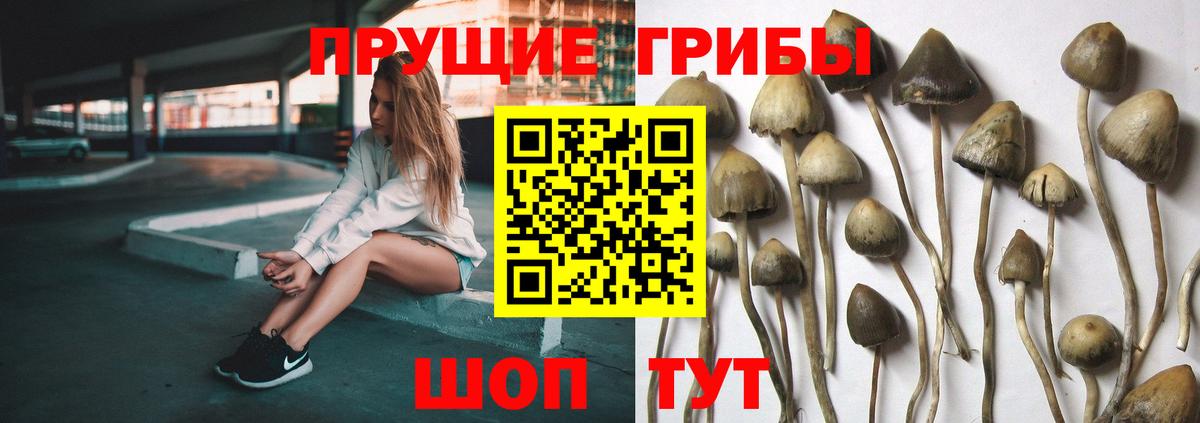 Сорочинск  Галлюциногенные грибы Psilocybe  Вход с VPN  Галлюциногенные грибы Psilocybe 